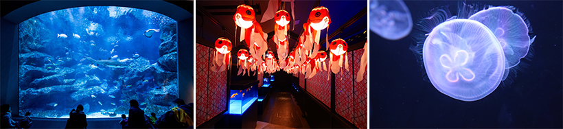 すみだ水族館 AQTION!サポーター フュディアルクリエーション