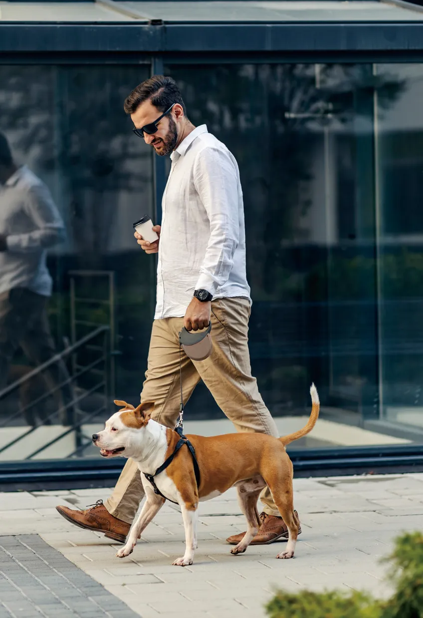 ピットブルと男性がお散歩をしている様子