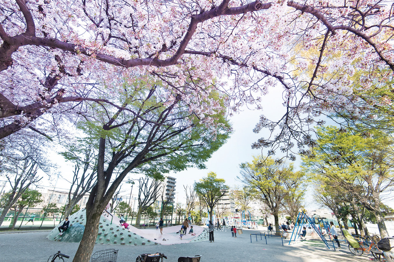 渋江公園の桜が咲いている様子