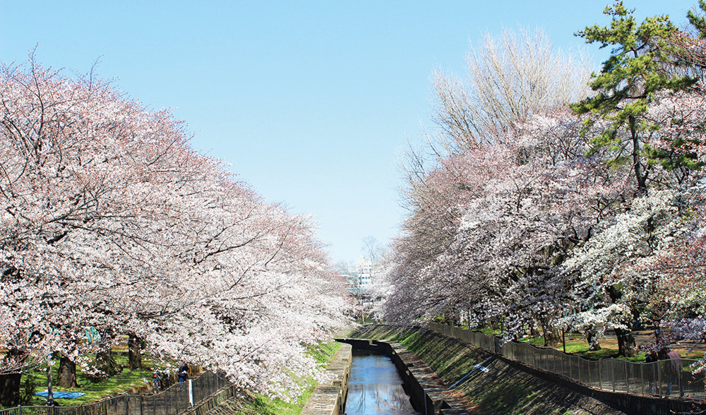 都立和田堀公園の桜並木